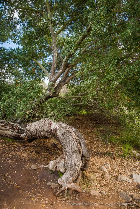 Mission Trails: Oak Canyon – Alexander S. Kunz Photography