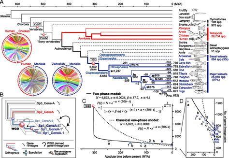 Rapid genome reshaping by multiple-gene loss after whole-genome duplication in teleost fish ...