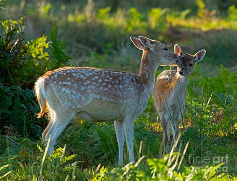 Fallow Deer Doe With Fawn Photograph by Louise Heusinkveld