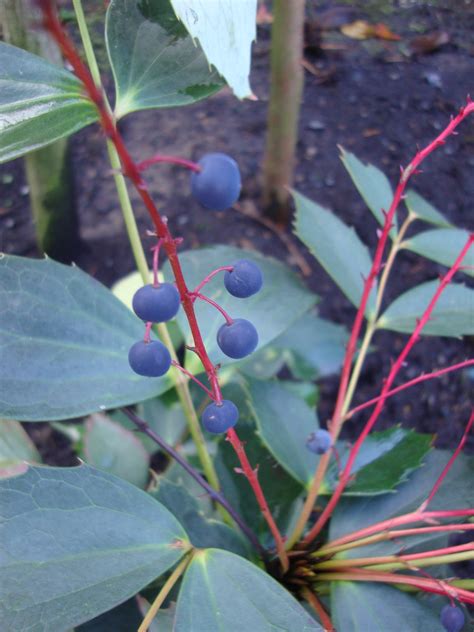 Mahonia Berries Uk