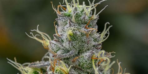 Cannabis Strain Library - Discover All Strains from THC Design