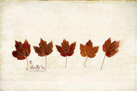 Maple Leaf Photography Two Print Set Autumn Maple Leaves - Etsy