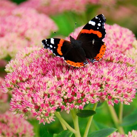 Holland Bulb Farms (@hbfFlowerBulbs) | Twitter | Sedum, Bulb flowers ...