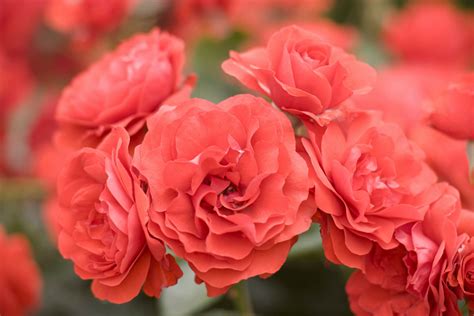 Floribunda Roses - Louie's Nursery & Garden Center Riverside CA