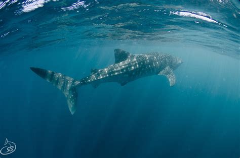 Island birds & whale sharks - Australian Geographic