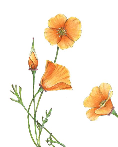 California Poppy Drawing ~ Botanical California Poppy Drawing Drawings | Dekorisori