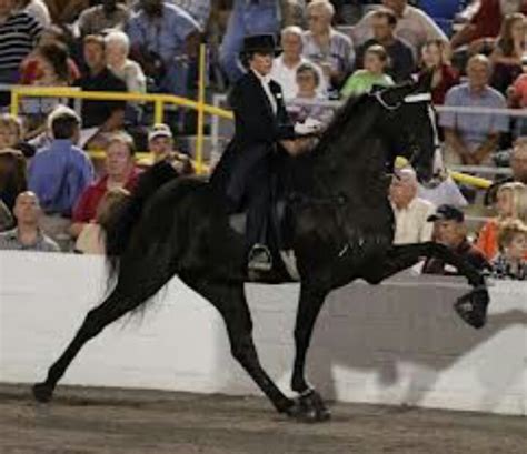 Tennessee Walker - such a beautiful breed and their elegance ...