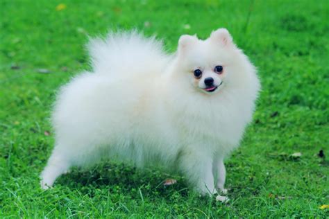 Pomeranian Dog Breed » Information, Pictures, & More