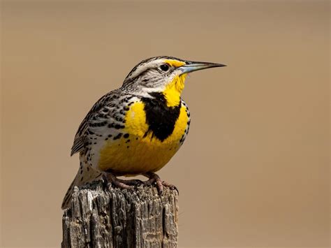 What is the State Bird of Nebraska? (And Why?) | Birdfact