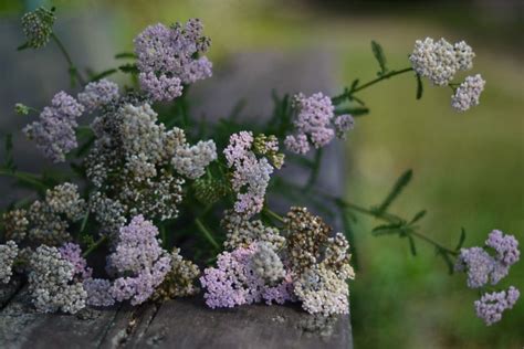 Yarrow Flower Meaning, Spiritual Symbolism, Color Meaning & More – Hello Fearless