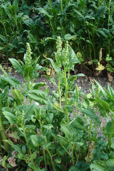 Spinach Planting & Spinach Growing | How to Grow Spinach General Tips – Bonnie Plants