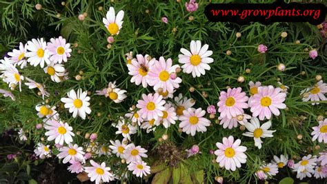 Argyranthemum frutescens - How to grow plants