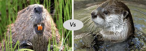 Otter vs Beaver vs Muskrat Fight comparison- who will win?