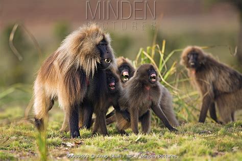 Gelada Baboon stock photo - Minden Pictures