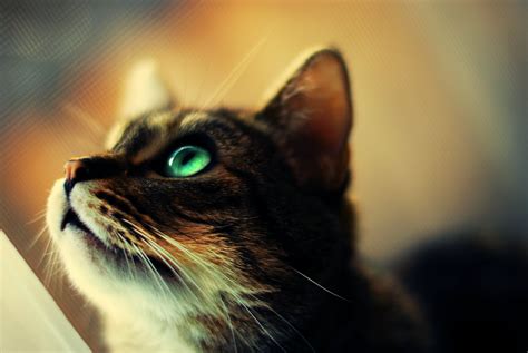 Closeup photo of tabby cat HD wallpaper | Wallpaper Flare