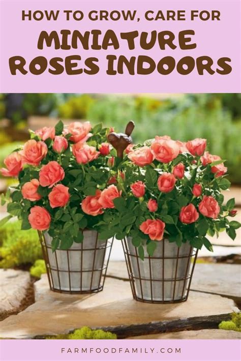 Growing Miniature Roses Indoors: Care, Feeding, and More