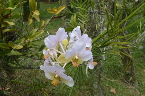 Maravilloso Jardin Bótanico de Orquideas – Tica Moderna