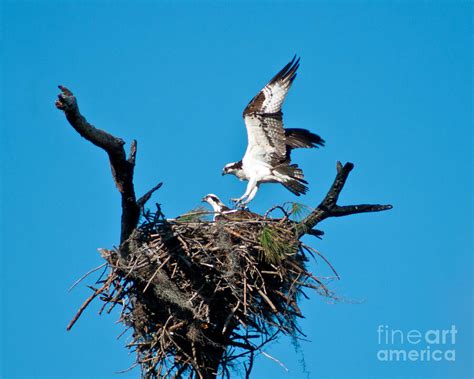 Osprey Landing Photograph by Stephen Whalen - Fine Art America