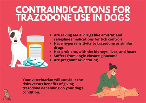 Trazodone For Dogs: Uses, Benefits, And Precautions For Dog Behavior Management | Bark For More