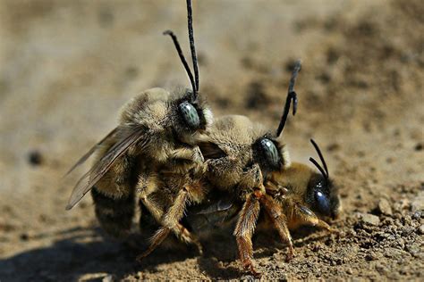 Leafcutter Bee Life Cycle