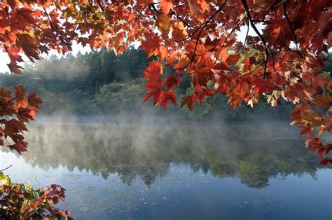 Fall color at the Morton Arboretum Morton Arboretum, Timeless Beauty, Big Day, Fall Colors ...