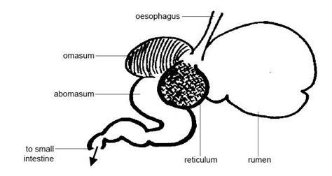 Anatomy and Physiology of Animals/The Gut and Digestion | Anatomy and ...