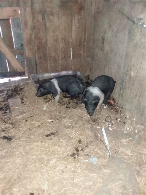 Pigs sleeping in food | BackYardHerds - Goats, Horses, Sheep, Pigs & more