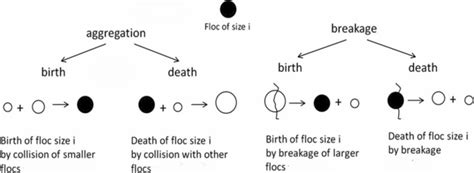 Flocculation process adapted from Biggs (2000) | Download Scientific Diagram