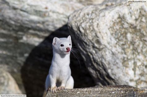 White Stoat Pet