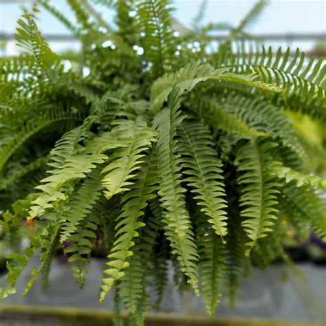 Boston Fern | Kennedy's Country Gardens | Garden Center | Scituate, MA