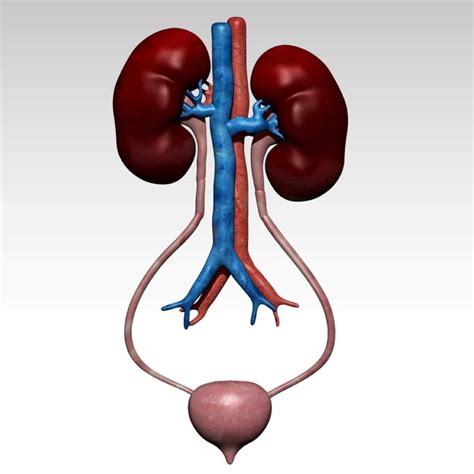 Kidney 3d model low poly photorealistic 3d model - Team 3d Yard