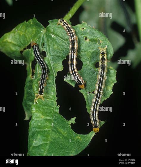 Cotton leafworm alabama argillacea caterpillars hi-res stock ...