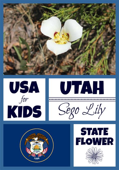 Utah State Flower - Sego Lily by USA Facts for Kids