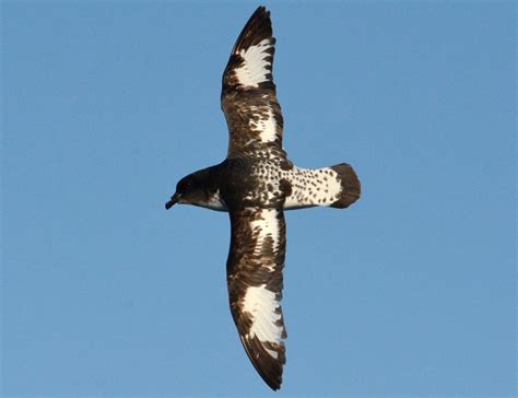 Small Petrels - Seabird Tracking Database