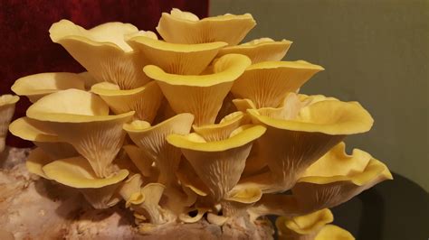 My second flush of golden oyster mushrooms, grown indoors on sawdust and wheat bran. : r ...