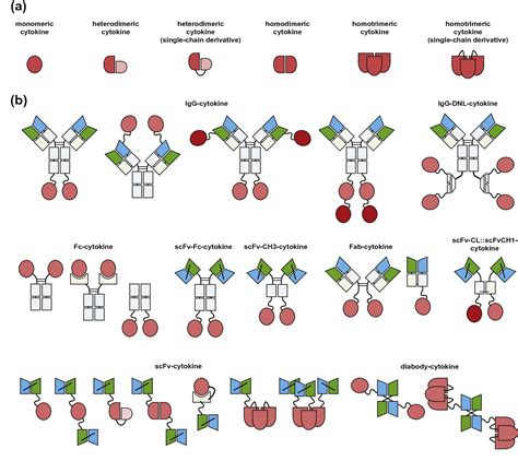 Figure 2 from Antibody-cytokine fusion proteins. | Semantic Scholar