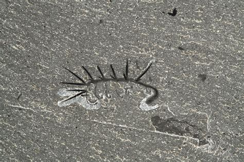 Hallucigenia: Half a billion-year-old worm had legs, spikes and sucker ...