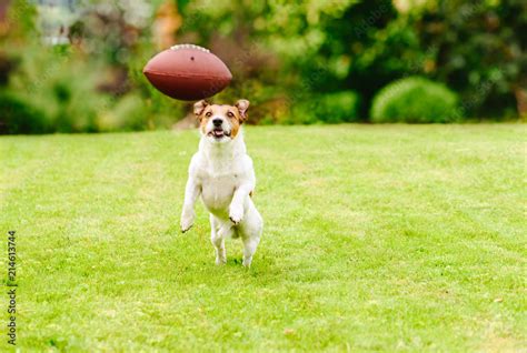 Funny dog playing with american football ball at backyard lawn | Uwalls ...