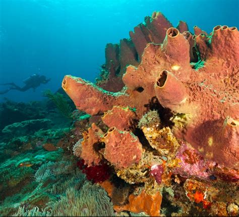 First animal was likely sea sponge | Earth | EarthSky