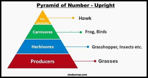 Pyramid Of Numbers Biology