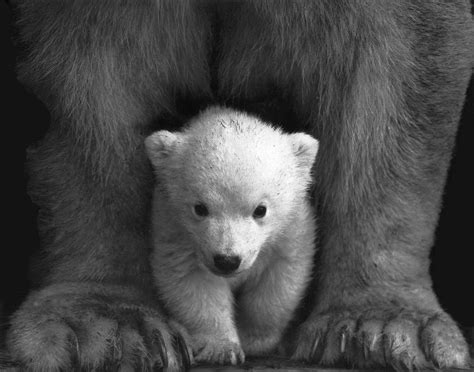 Cute Grizzly Baby Bear Wallpaper Free Download - Baby Cute Grizzly Bear - 1920x1508 Wallpaper ...