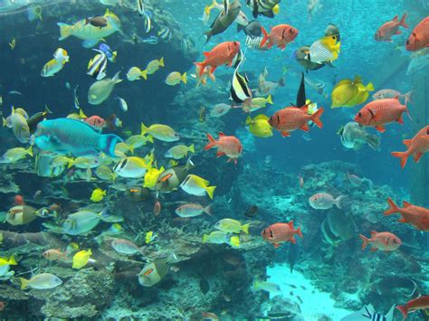 Berkas:Fish in Okinawa Churaumi Aquarium.JPG - Wikipedia bahasa Indonesia, ensiklopedia bebas