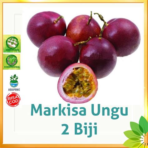 Jual Benih biji Buah MARKISA UNGU impor isi 2 biji | Shopee Indonesia