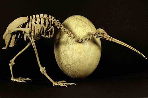 How did flightless birds evolve? Kiwi DNA offers clues. - CSMonitor.com