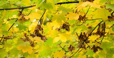 Yellow Leaves in Summer | Find Out What to Do for Your Trees