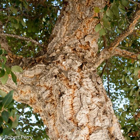 Cork oak - Waterwise Garden Planner