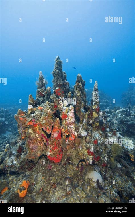 Stressed Pillar Coral Stock Photo - Alamy