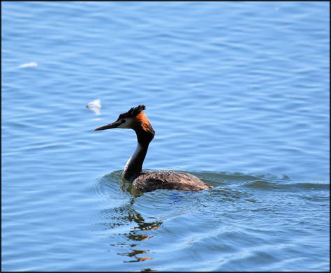 Lake Monger Perth | BIRDS in BACKYARDS