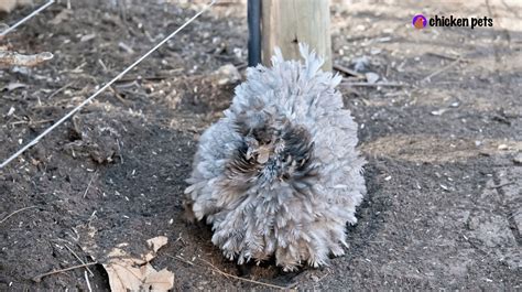 Frizzle Chicken Breed. What is it? - Chicken Pets