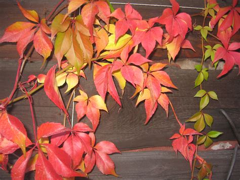 Autumn Leaves Free Stock Photo - Public Domain Pictures